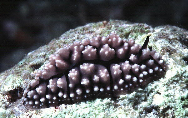 Phyllidiopsis burni